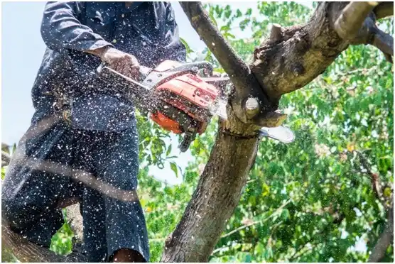 tree services Winnie